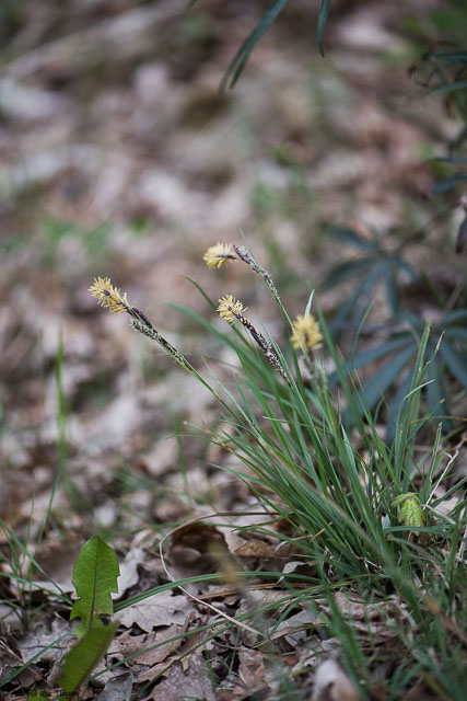 Photographie Plante