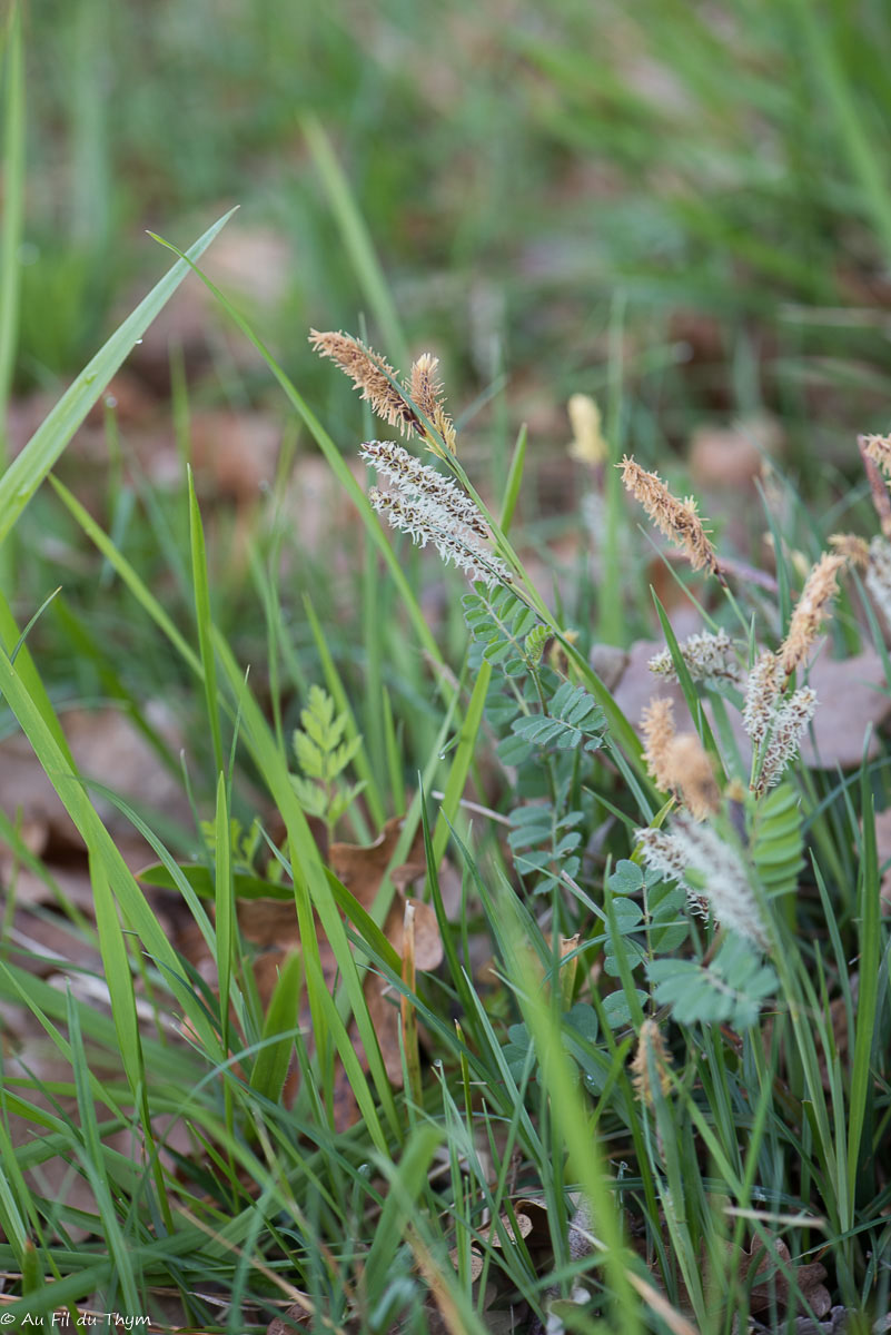 Photographie Plante