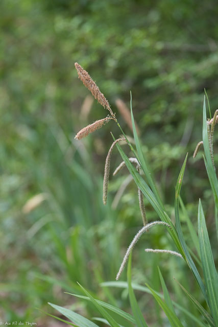 Photographie Plante
