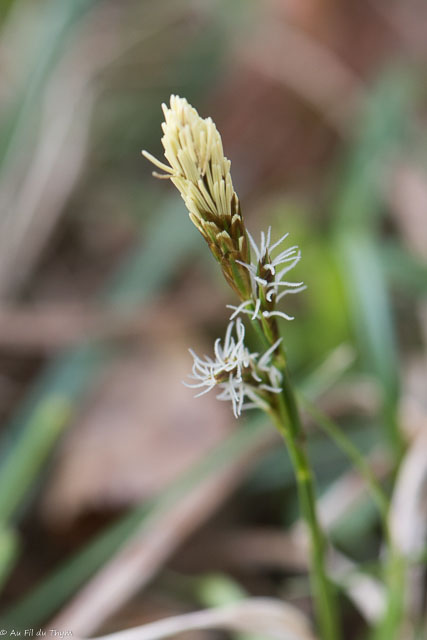Photographie Plante