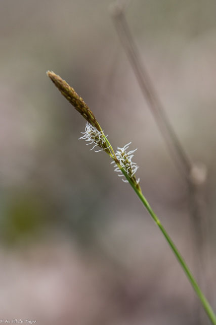 Photographie Plante