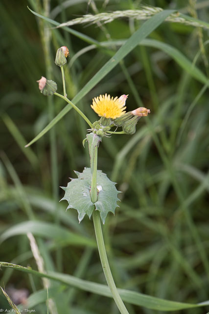 Photographie Plante