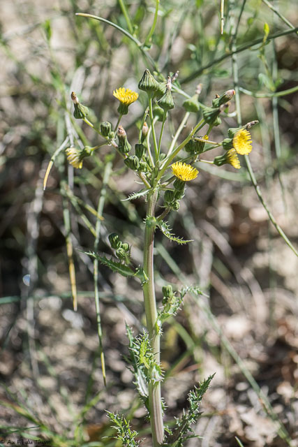 Photographie Plante