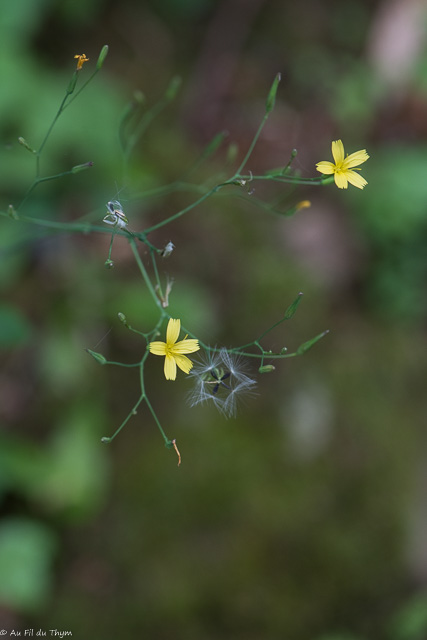 Photographie Plante