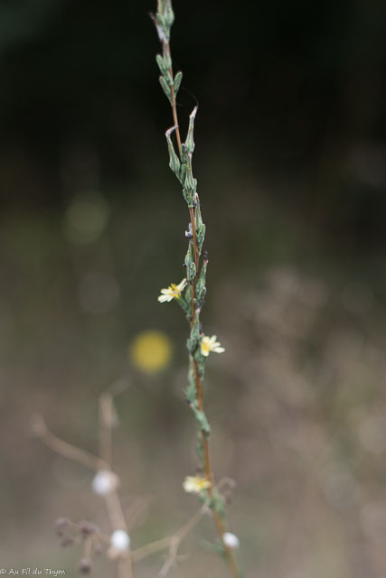 Photographie Plante