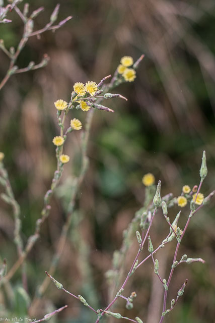 Photographie Plante