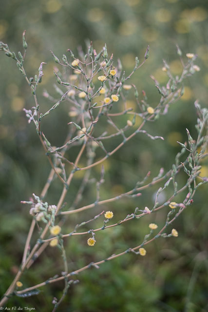 Photographie Plante