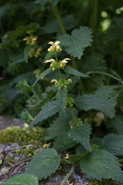 Photographie Plante