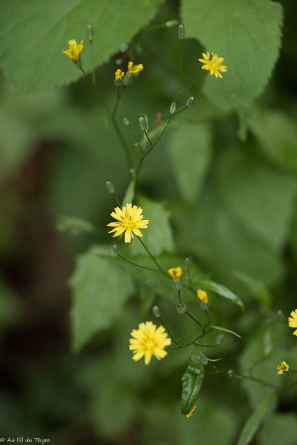 Photographie Plante