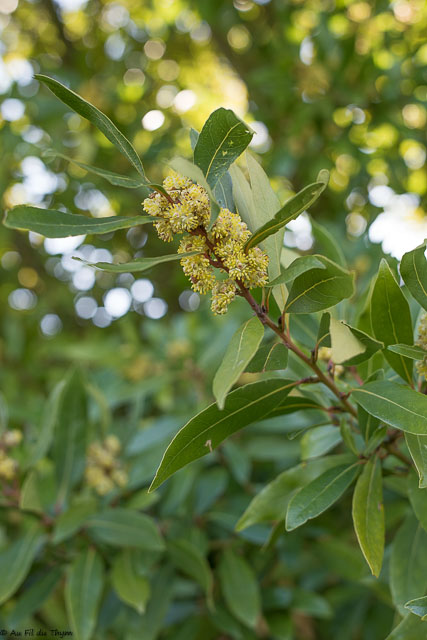 Photographie Plante