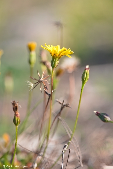 Photographie Plante
