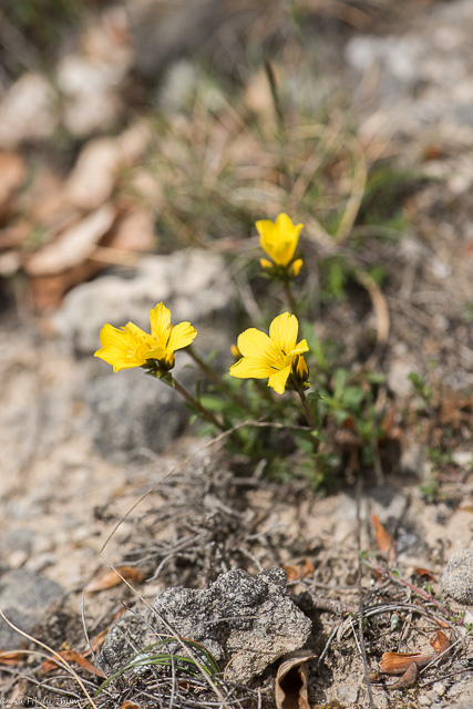 Photographie Plante