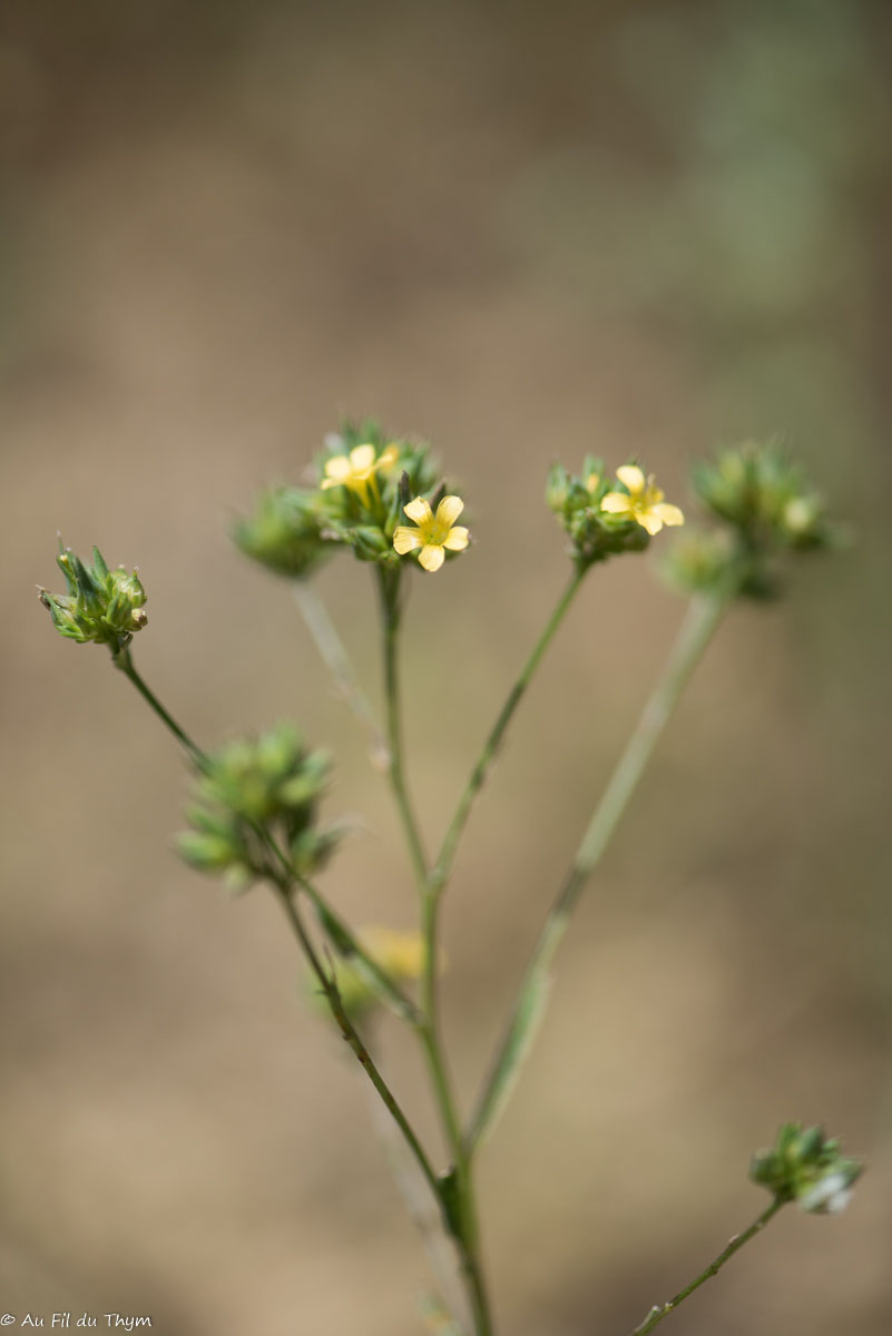 Photographie Plante
