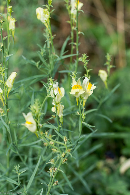 Photographie Plante