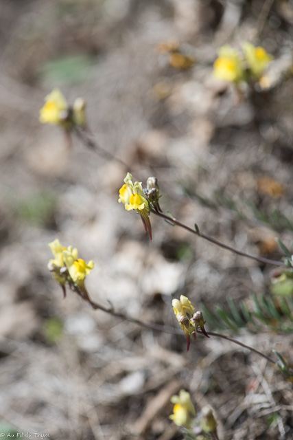 Photographie Plante