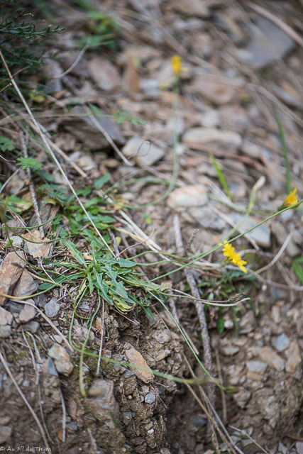 Photographie Plante
