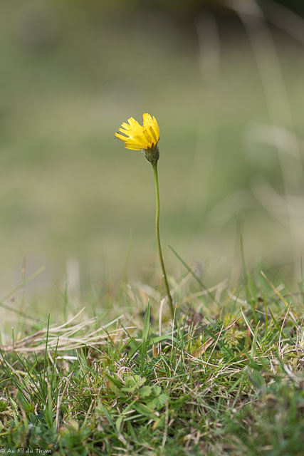 Photographie Plante