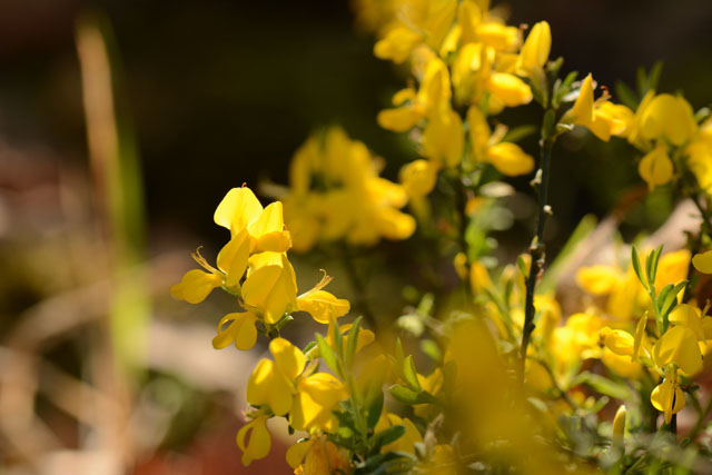 Photographie Plante