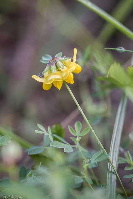 Photographie Plante