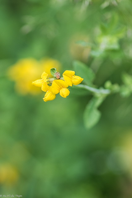 Photographie Plante