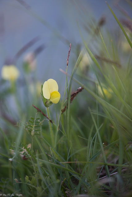 Photographie Plante