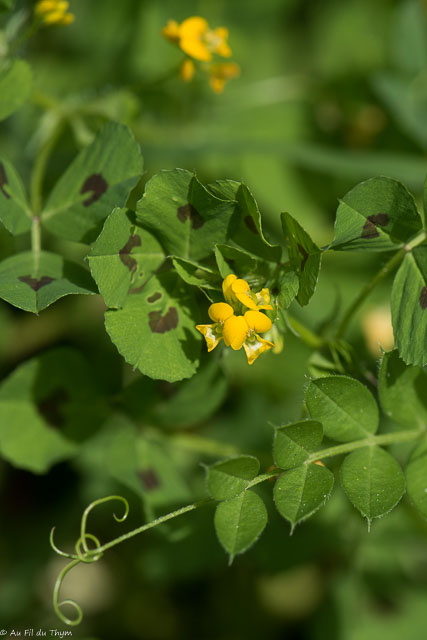 Photographie Plante