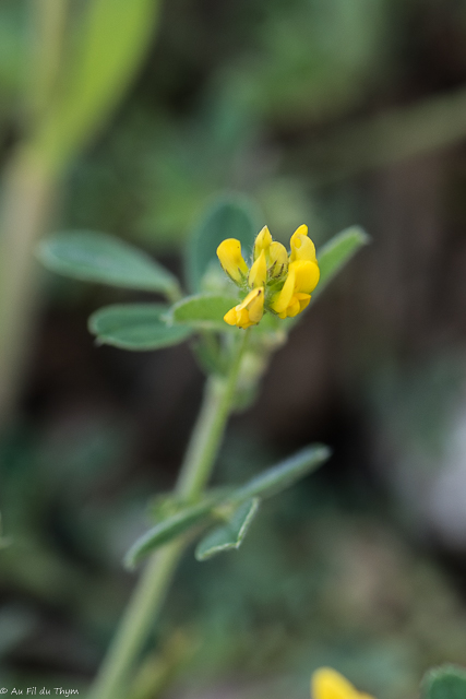 Photographie Plante