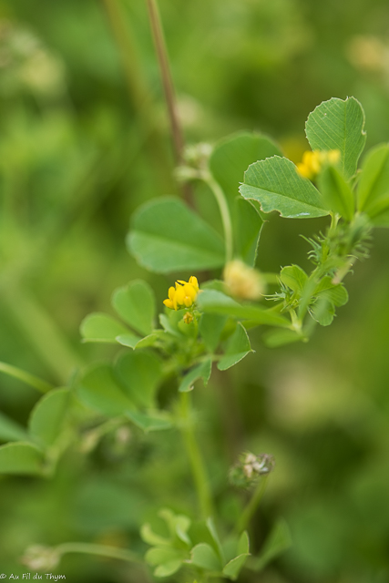 Photographie Plante