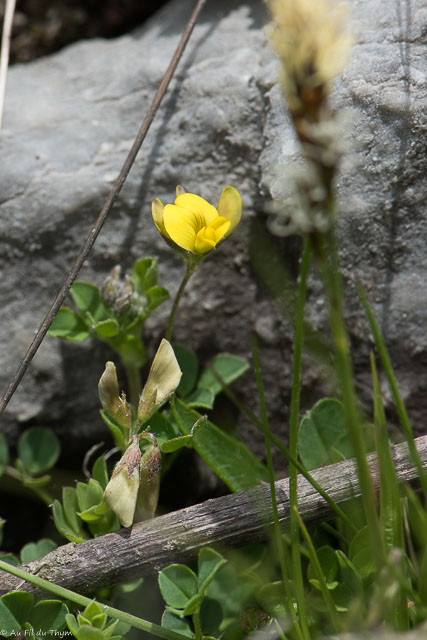 Photographie Plante