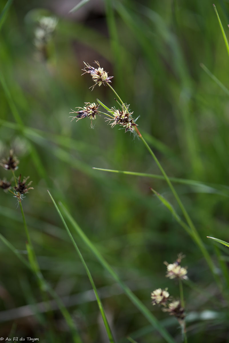 Photographie Plante