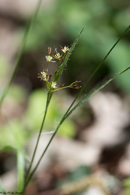 Photographie Plante