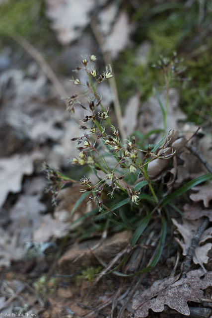 Photographie Plante