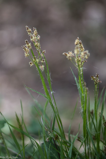 Photographie Plante
