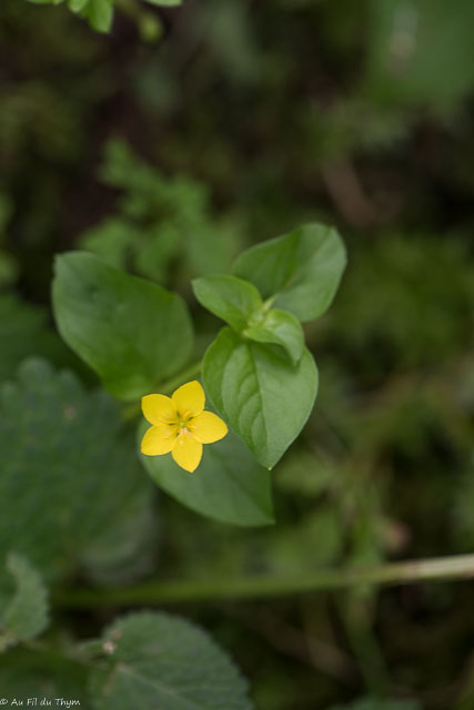 Photographie Plante