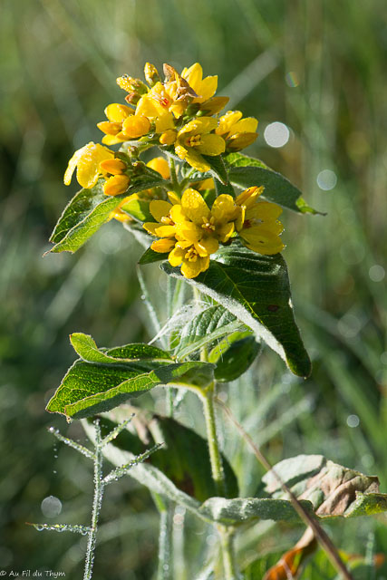 Photographie Plante