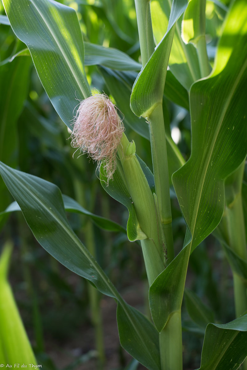 Photographie Plante