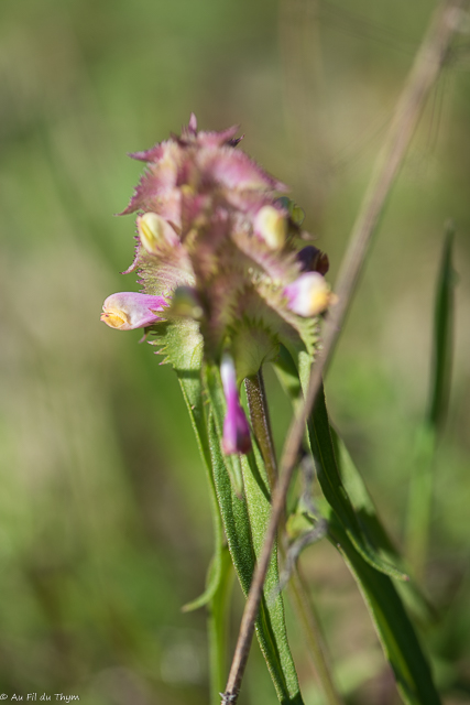 Photographie Plante