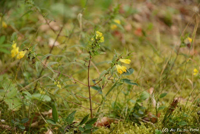 Photographie Plante