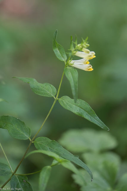 Photographie Plante