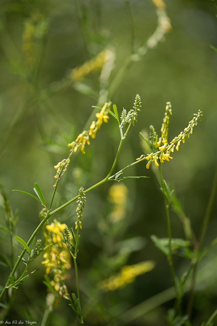 Photographie Plante