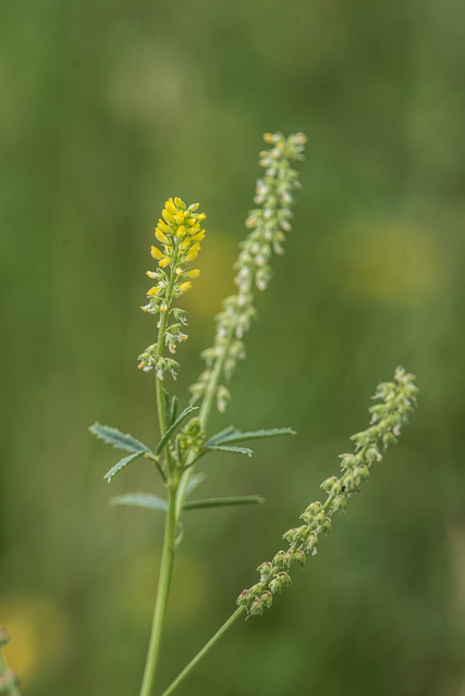 Photographie Plante