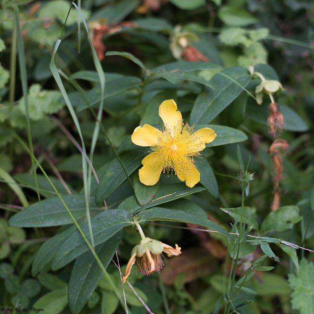 Photographie Plante