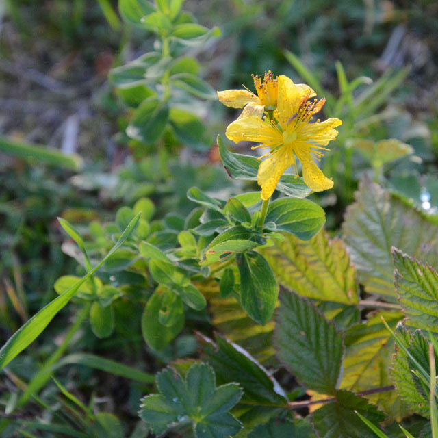 Photographie Plante