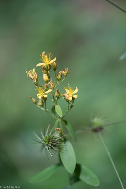 Photographie Plante