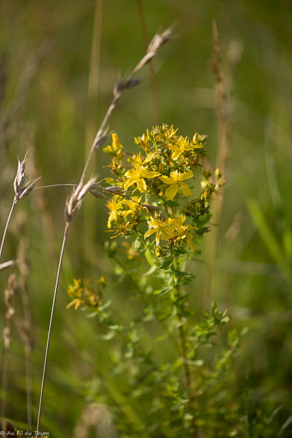 Photographie Plante