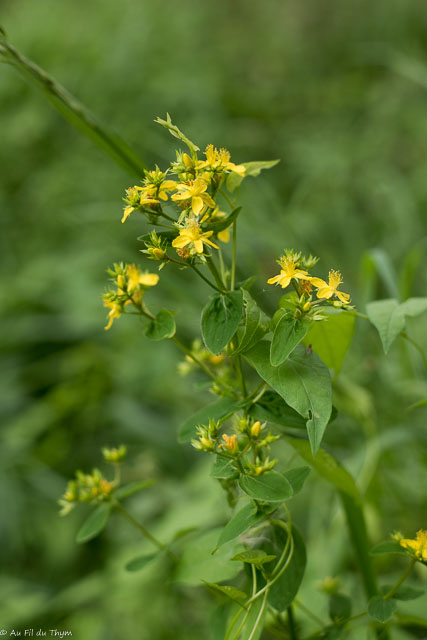 Photographie Plante