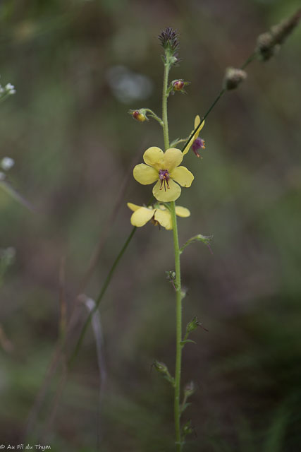 Photographie Plante