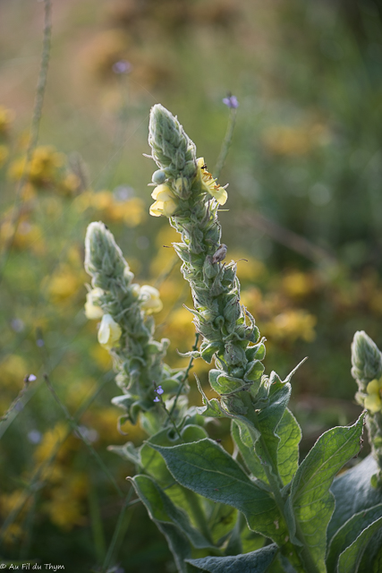 Photographie Plante