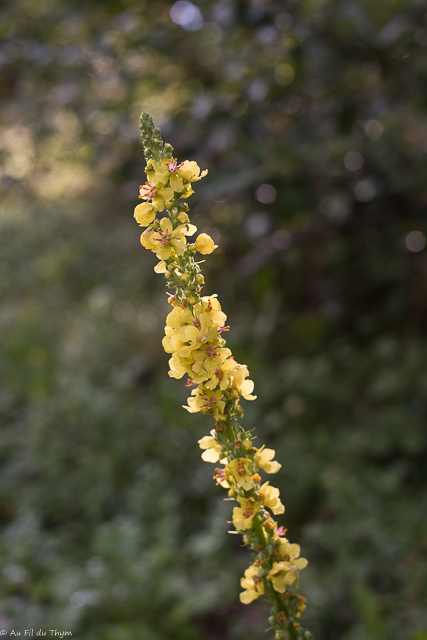 Photographie Plante