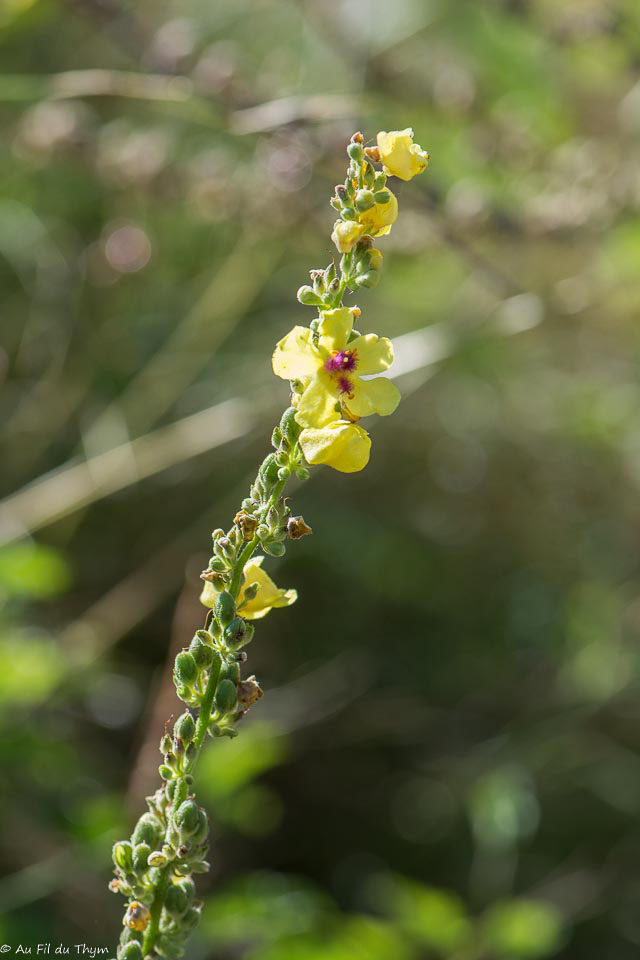 Photographie Plante